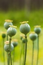 Papaver pods Royalty Free Stock Photo