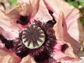 Papaver poppy flower