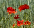 Papaver. Red poppies in the sunny meadow Royalty Free Stock Photo