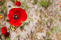 Papaver Rhoeas, poppy, class magnoliopsida, red flower, copy-space