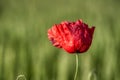 Papaver rhoeas, common, corn, flanders, red poppy