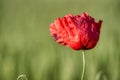 Papaver rhoeas, common, corn, flanders, red poppy