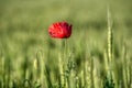 Papaver rhoeas, common, corn, flanders, red poppy