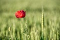 Papaver rhoeas, common, corn, flanders, red poppy