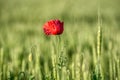 Papaver rhoeas, common, corn, flanders, red poppy