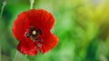 Papaver rhoeas, common, corn, Flanders, red poppy, corn rose, field is flowering plant poppy family Papaveraceae. Bees collect Royalty Free Stock Photo