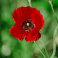 Papaver rhoeas, common, corn, Flanders, red poppy, corn rose, field is flowering plant poppy family Papaveraceae. Bees collect Royalty Free Stock Photo