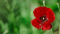 Papaver rhoeas, common, corn, Flanders, red poppy, corn rose, field is flowering plant poppy family Papaveraceae. Bees collect Royalty Free Stock Photo