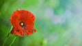 Papaver rhoeas, common, corn, Flanders, red poppy, corn rose, field is flowering plant poppy family Papaveraceae. Bees collect Royalty Free Stock Photo