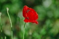 Papaver rhoeas, common, corn, Flanders, red poppy, corn rose, field is flowering plant poppy family Papaveraceae. Bees collect Royalty Free Stock Photo