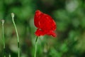 Papaver rhoeas, common, corn, Flanders, red poppy, corn rose, field is flowering plant poppy family Papaveraceae. Bees collect Royalty Free Stock Photo