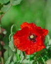 Papaver rhoeas, common, corn, Flanders, red poppy, corn rose, field is flowering plant poppy family Papaveraceae. Bees collect Royalty Free Stock Photo