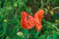 Papaver rhoeas, common, corn, Flanders, red poppy, corn rose, field is flowering plant poppy family Papaveraceae Royalty Free Stock Photo