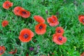 Papaver rhoeas common names include corn poppy, corn rose, field poppy, Flanders poppy, red poppy, red weed Royalty Free Stock Photo