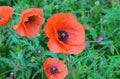 Papaver rhoeas common names include corn poppy, corn rose, field poppy, Flanders poppy, red poppy, red weed Royalty Free Stock Photo