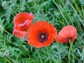 Papaver rhoeas common names include corn poppy, corn rose, field poppy, Flanders poppy, red poppy, red weed Royalty Free Stock Photo