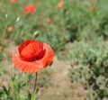 Papaver rhoeas common names include corn poppy, corn rose, field poppy, Flanders poppy, red poppy, red weed Royalty Free Stock Photo