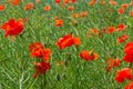 Papaver rhoeas common names include corn poppy , corn rose , field poppy , Flanders poppy , red poppy , red weed , coquelicot Royalty Free Stock Photo
