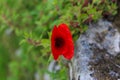 Papaver rhoeas, common poppy, corn poppy, corn rose, field poppy, Flanders poppy, red poppy