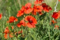 Papaver rhoeas, common poppy flowers closeup selective focus Royalty Free Stock Photo