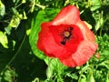 Papaver Rhoeas Royalty Free Stock Photo