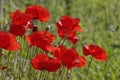 Papaver rhoeas, Corn Poppy