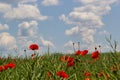 Papaver rhoeas, Corn poppy, Corn rose, Field poppy, Flanders poppy, Red poppy, Red weed, Coquelicot, in the summer Royalty Free Stock Photo