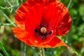 Papaver rhoeas, Corn poppy, Corn rose, Field poppy, Flanders poppy, Red poppy, Red weed, Coquelicot, in the summer Royalty Free Stock Photo