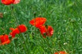 Papaver rhoeas, Corn poppy, Corn rose, Field poppy, Flanders poppy, Red poppy, Red weed, Coquelicot, in the summer Royalty Free Stock Photo