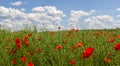 Papaver rhoeas, Corn poppy, Corn rose, Field poppy, Flanders poppy, Red poppy, Red weed, Coquelicot, in the summer Royalty Free Stock Photo