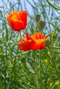 Papaver rhoeas, Corn poppy, Corn rose, Field poppy, Flanders poppy, Red poppy, Red weed, Coquelicot, in the summer Royalty Free Stock Photo