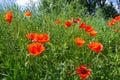 Papaver rhoeas, Corn poppy, Corn rose, Field poppy, Flanders poppy, Red poppy, Red weed, Coquelicot, in the summer meadow. Natural Royalty Free Stock Photo