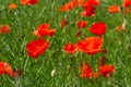 Papaver rhoeas, Corn poppy, Corn rose, Field poppy, Flanders poppy, Red poppy, Red weed, Coquelicot, in the summer meadow. Natural Royalty Free Stock Photo