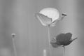 Papaver rhoeas flower blossoming with green background