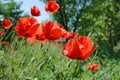 Papaver rhoeas flowers