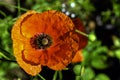 Papaver rhoeas known as common, corn, field, flanders or red poppy and corn rose