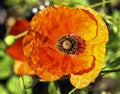 Papaver rhoeas known as common, corn, field, flanders or red poppy and corn rose