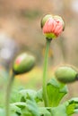 Papaver rhoeas L