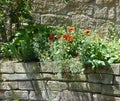 Beautiful natural stone wall with blooming poppy