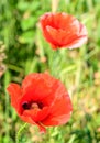 Papaver rhoeas red flower Royalty Free Stock Photo