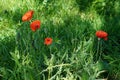 Papaver rhoeas, red flower or poppies