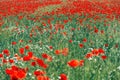 Papaver rhoeas or red poppy flower in meadow. This flowering plant is used a symbol of remembrance of the fallen soldiers Royalty Free Stock Photo