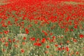 Papaver rhoeas or red poppy flower in meadow. This flowering plant is used a symbol of remembrance of the fallen soldiers Royalty Free Stock Photo