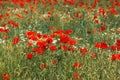 Papaver rhoeas or red poppy flower in meadow. This flowering plant is used a symbol of remembrance of the fallen soldiers Royalty Free Stock Photo