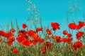 Papaver rhoeas or red poppy flower in meadow. This flowering plant is used a symbol of remembrance of the fallen soldiers Royalty Free Stock Photo