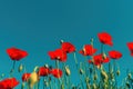 Papaver rhoeas or red poppy flower in meadow. This flowering plant is used a symbol of remembrance of the fallen soldiers Royalty Free Stock Photo