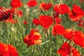 Papaver rhoeas or red poppy flower in meadow. This flowering plant is used a symbol of remembrance of the fallen soldiers Royalty Free Stock Photo