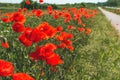 Papaver rhoeas or red poppy flower in meadow. This flowering plant is used a symbol of remembrance of the fallen soldiers Royalty Free Stock Photo