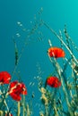 Papaver rhoeas or red poppy flower in meadow. This flowering plant is used a symbol of remembrance of the fallen soldiers Royalty Free Stock Photo