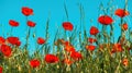 Papaver rhoeas or red poppy flower in meadow. This flowering plant is used a symbol of remembrance of the fallen soldiers Royalty Free Stock Photo